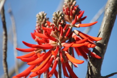 Erythrina flabelliformis