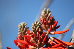 Erythrina flabelliformis