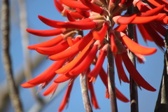 Erythrina flabelliformis