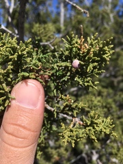 Juniperus arizonica