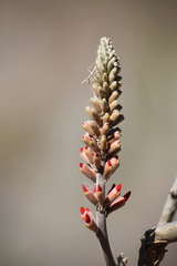 Erythrina flabelliformis