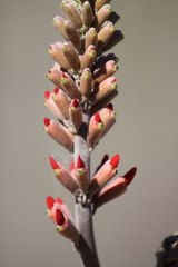 Erythrina flabelliformis
