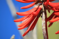Erythrina flabelliformis