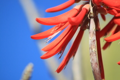 Erythrina flabelliformis