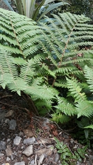 Cyathea colensoi