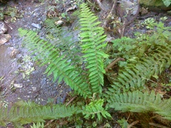 Polystichum × luerssenii