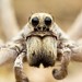 Burrow-living Wolf Spiders - Photo (c) Jake Nitta, some rights reserved (CC BY), uploaded by Jake Nitta