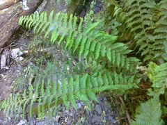 Polystichum × luerssenii