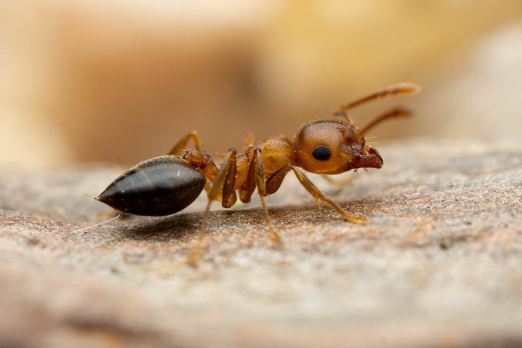 Crematogaster depilis