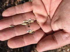 Verbesina rothrockii