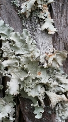 Parmotrema rampoddense