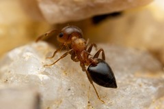 Crematogaster depilis