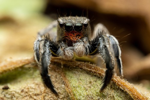 Hirsute Paradise Spider