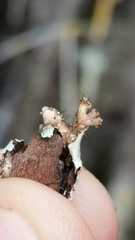 Parmotrema rampoddense