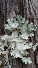 Parmotrema rampoddense