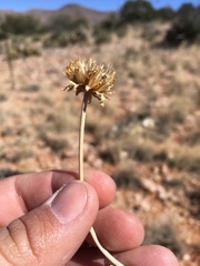 Verbesina rothrockii
