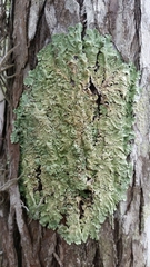 Pseudoparmelia uleana
