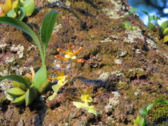 Oncidium tigrinum