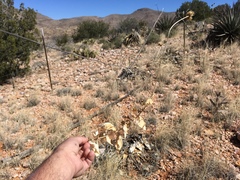 Verbesina rothrockii