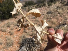 Verbesina rothrockii