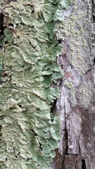 Pseudoparmelia uleana