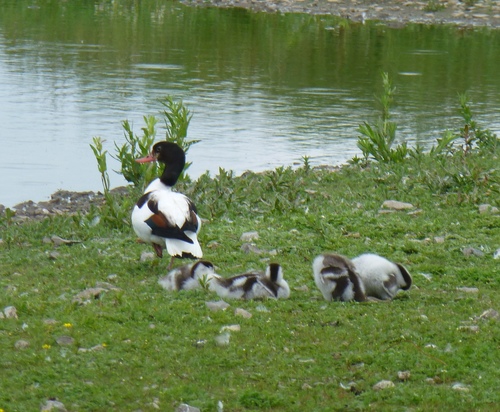 Tarro blanco (Tadorna tadorna)