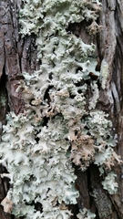 Parmotrema gardneri