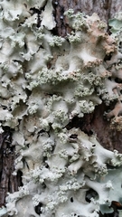 Parmotrema gardneri