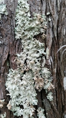 Parmotrema gardneri