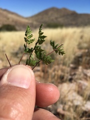 Myriopteris wrightii