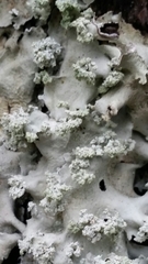 Parmotrema gardneri