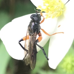 Chalcosyrphus vecors