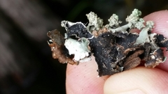 Parmotrema gardneri