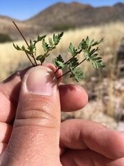 Myriopteris wrightii