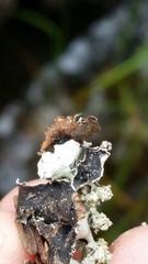 Parmotrema gardneri