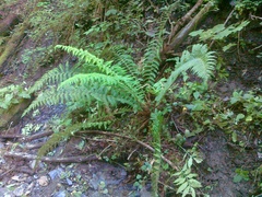 Polystichum × luerssenii