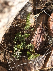 Myriopteris wrightii