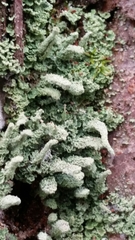 Cladonia beaumontii