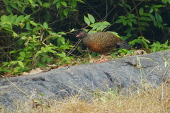 Galloperdix spadicea