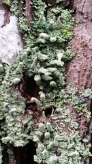 Cladonia beaumontii