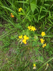 Lotus corniculatus