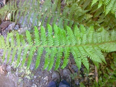 Polystichum × luerssenii