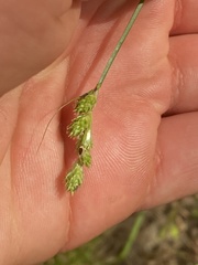 Carex longii