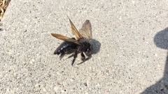 Xylocopa sonorina