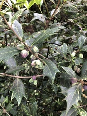 Osmanthus heterophyllus