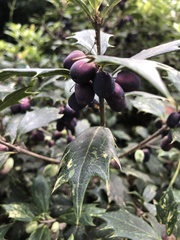 Osmanthus heterophyllus