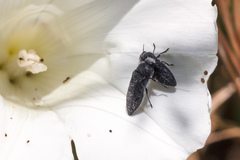 Acmaeodera cylindrica