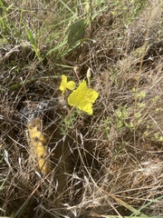 Oenothera grandis