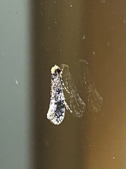 Monopis marginistrigella