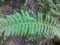 Polystichum × luerssenii